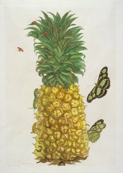 Ananas met rups en vlinders door Pieter Sluiter or Sluyter
